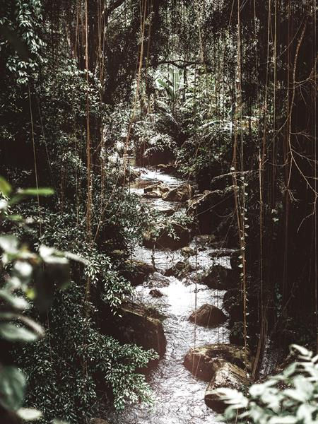 Miniatura: Riacho serpenteando entre rochas em floresta tropical exuberante e densa.