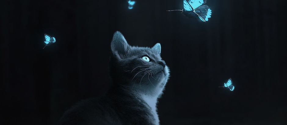 O Mundo das Borboletas, Um Registro das Cores e Formas da Natureza