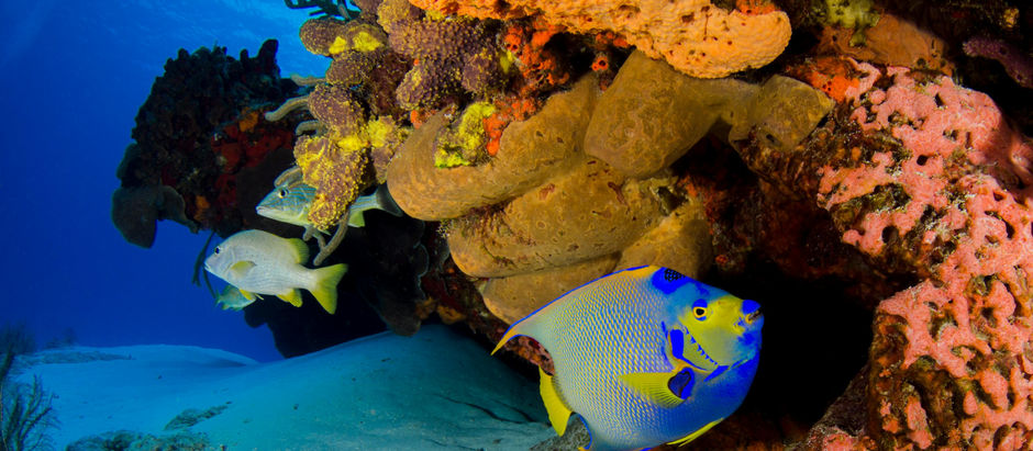 Maravilhas Do Oceano