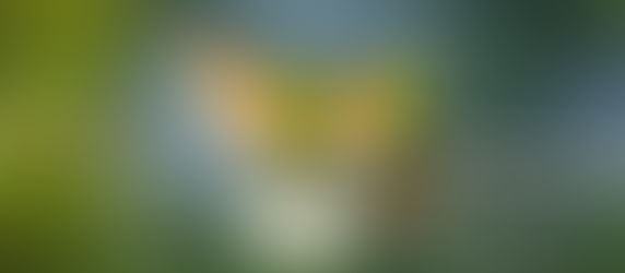 AVES SILVESTRES BONITAS E MAIS IMPORTANTES