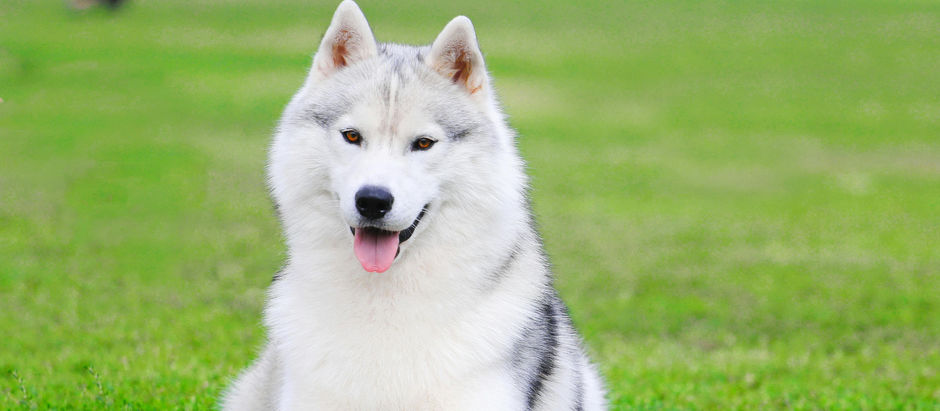 Preço do Husky Siberiano no Brasil: o que saber antes de comprar
