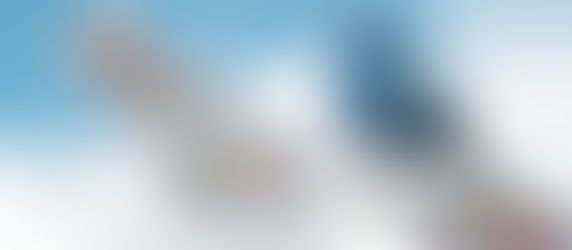 SONS DE PÁSSAROS PODEM MELHORAR A CONCENTRAÇÃO NO TRABALHO E ESTUDO