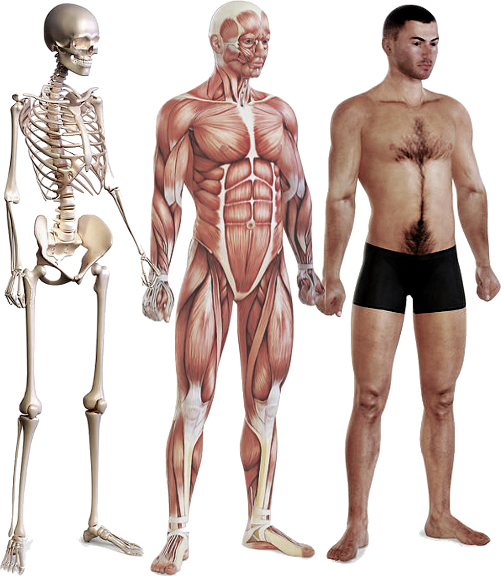 bodies.png