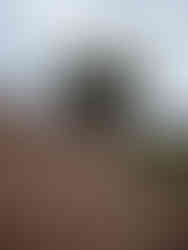 Ehemaliger Burgberg – heutige Liebesinsel im Edersee