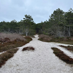 Heidelandschaft, steiniger Strand
