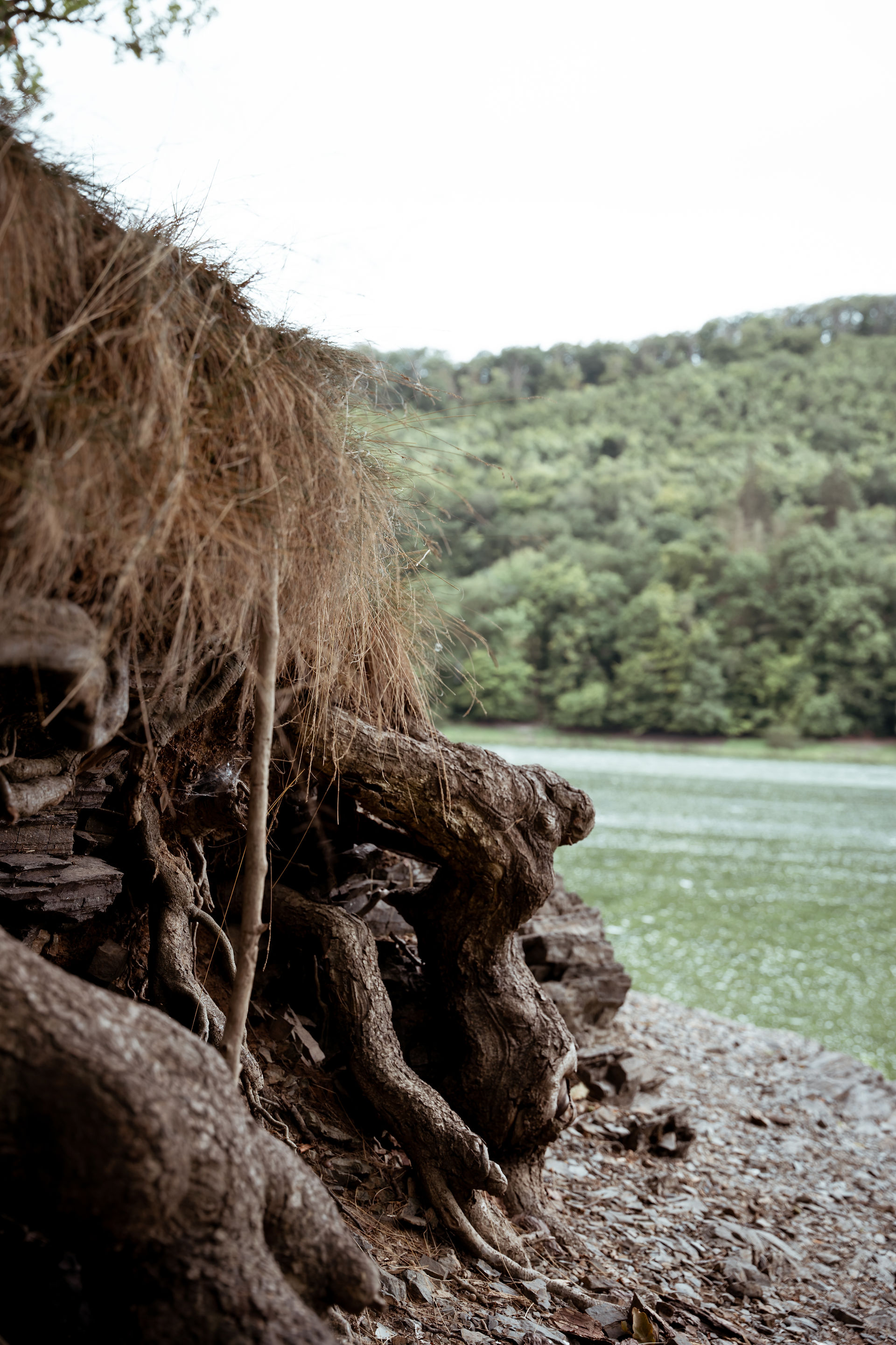 Wurzeln und Edersee