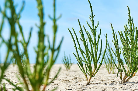 Escapade sur les plages irlandaises avec une marinade à la salicorne