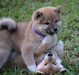 Purple Girl 7 weeks.jpg