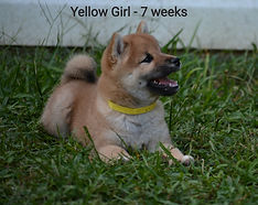 Yellow Girl 7 weeks_edited.jpg