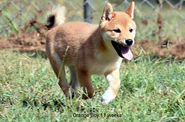 ORANGE BOY 093025_edited.jpg