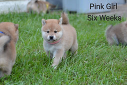 Pink Girl 5 weeks_edited.jpg
