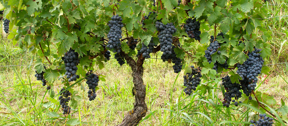 What Is Barbera d’Asti DOCG? A Guide Without the Jargon