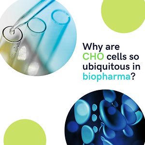 Why are CHO cells so ubiquitous in bioph
