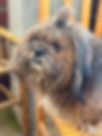 IMG_0733.jpeg
