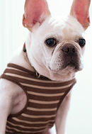 dog in stripped shirt