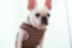 dog in stripped shirt