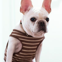 dog in stripped shirt