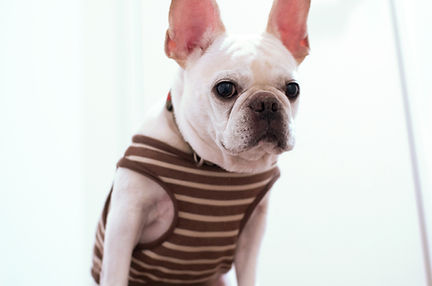 Hund in entfernten Hemd