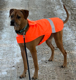 CAPTAIN IN BLAZE ORANGE REFLECTIVE WATERPROOF LARGE DOG COAT