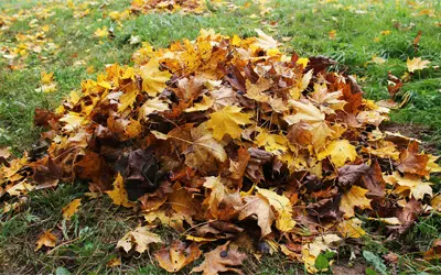 Property cleanups in Aberdeen, Aberdeenshire & North East Scotland: Great way to improve garden health