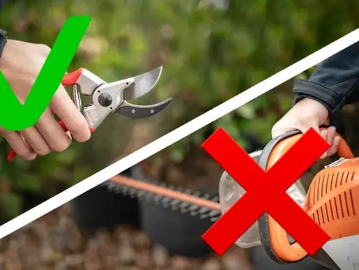 Why Hedge Trimmers are Terrible? Hand Pruning is Better!