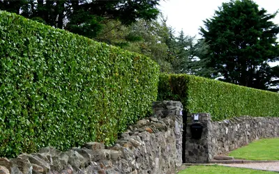 Hedge Trimming & Pruning in Aberdeen, Aberdeenshire & North East Scotland: Time for your old hedge to get a trim