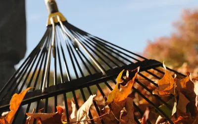 Yard Cleanup & Waste Removal in Aberdeen, Aberdeenshire & North East Scotland: Let's cleanup your garden