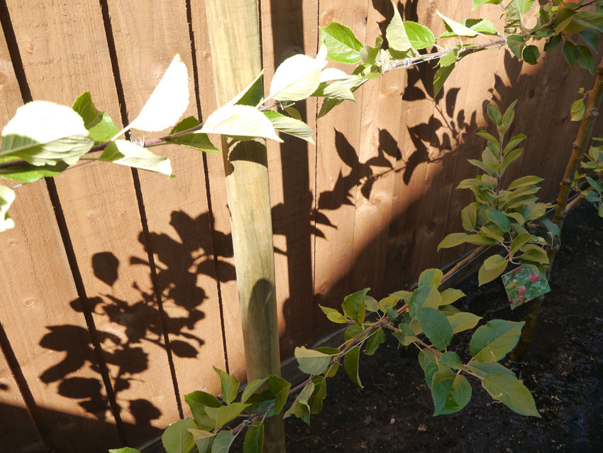 Espaliered Fruit Trees | London