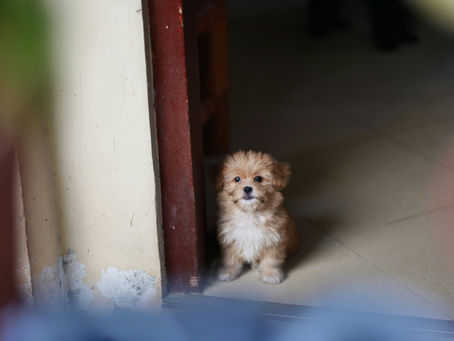 A tiny dog in a doorway