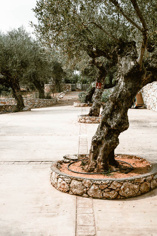 Athens Food Brand Product Photographer The Salty Biscotti Studio 