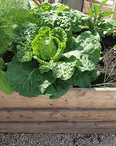A garden bed built with timber growing lettuce