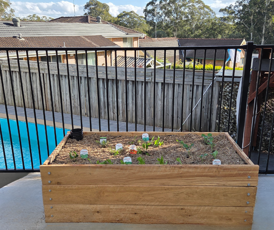 A cypress pine wicking bed just installed with small just planted herbs and veggies.