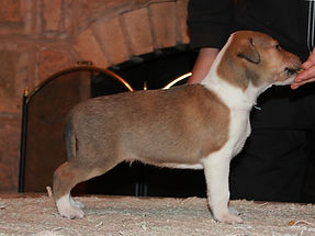 колли короткошерстный щенки, smooth collie