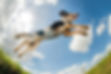 istockphoto-146886205-612x612.jpg