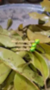 Wildcrafted Naseberry leaves from Jamaica