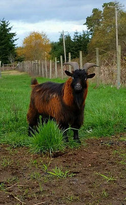 Gaelen the big red goat
