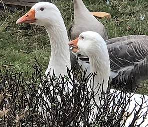 Happy geese at Jill's Farm