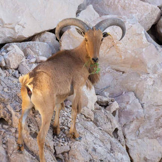 Aoudad, the Barbary sheep of the High Atlas Mountains, standing on a rocky cliff at high altitude.