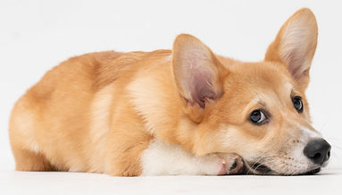 fatty-corgi-Zn5chZcnFRA-unsplash_edited.