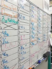 Whiteboard