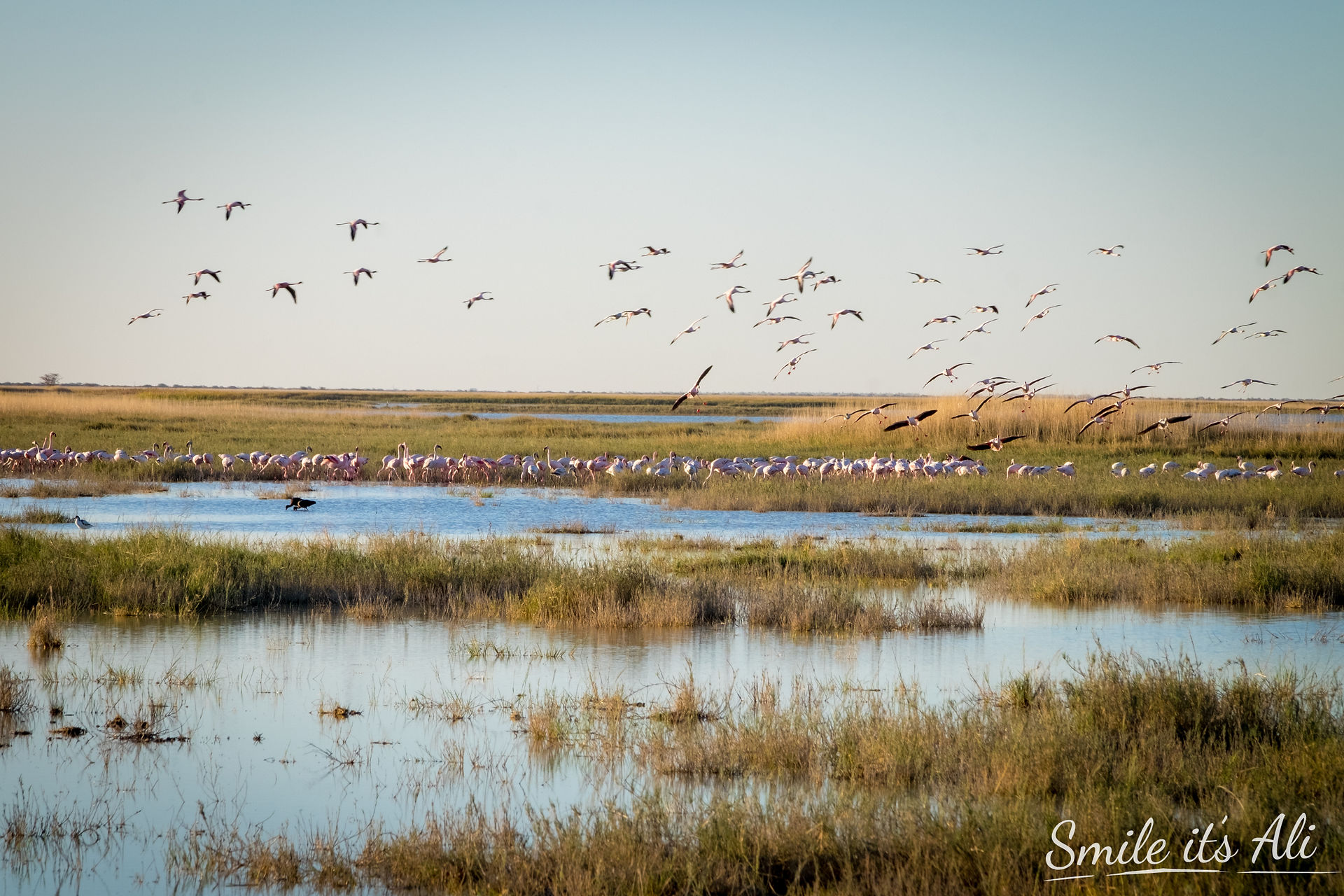 Flamingos