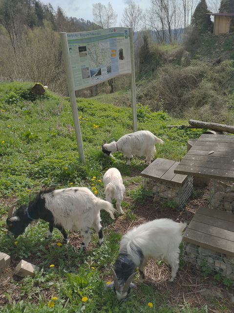 Goas-Roas zur Ruine Falkenstein!