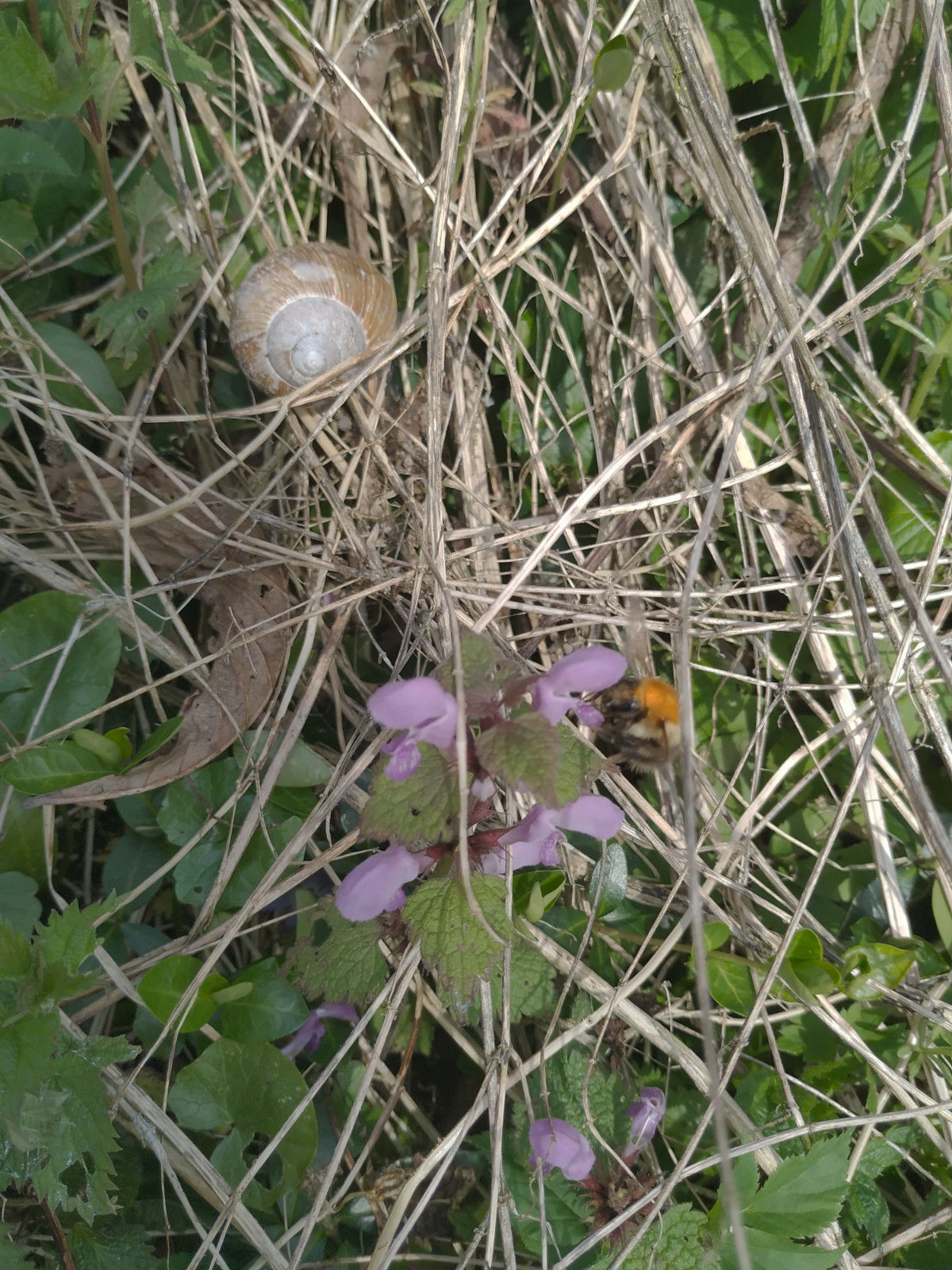 INSEKTENSCHUTZ ist kinderleicht - BASTELN FÜR BIENEN und CO