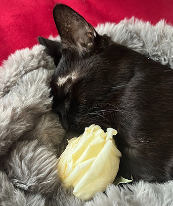 Zoey, my cat moments after she died curled on a grey fluffy blanket with a white rose, against a vivid red background.