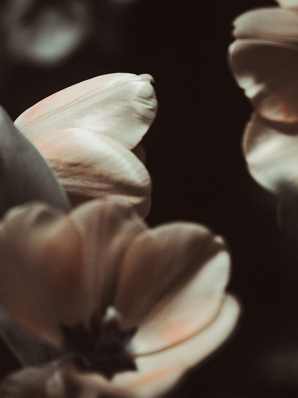 Muted floral arrangement in soft natural light, symbolizing grief, reflection, and emotional support during Mother’s Day.