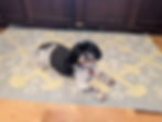 Shih Tzu on kitchen mat