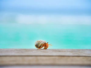 Hermit Crab Pet: Are They Unethical?