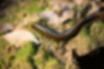 millipede walking on dirt