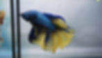 Blue and yellow betta fish in small tank