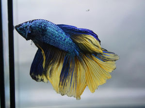 Betta Fish Tank Size: Choosing the Proper Setup for Your New Pet